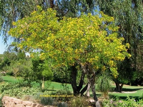 Plantfiles Pictures Gold Medallion Tree Cassia Leptophylla By Metros