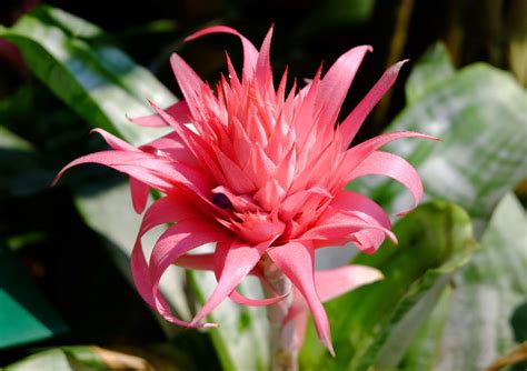 Bromeliad Bromeliads Which Are Almost Exclusively Found In The