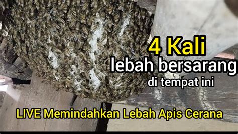 Live Cara Memindahkan Lebah Madu Youtube