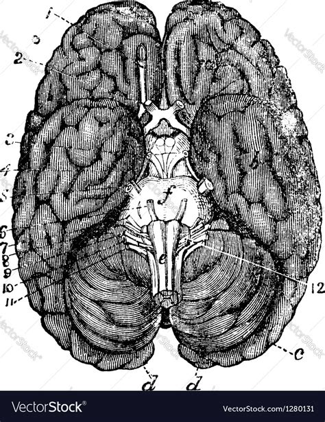 Human Brain Vintage Engraving Royalty Free Vector Image
