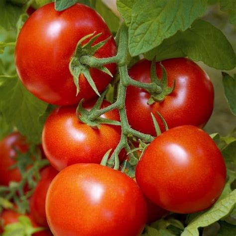 How many tomato plants in one pot. Growing Heirloom Tomatoes In Pots: 5 Best Heirloom Tomato ...