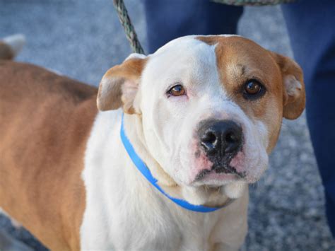 Maybe you would like to learn more about one of these? Animal Shelter Offering Free Spay, Neuter Service | Stone ...