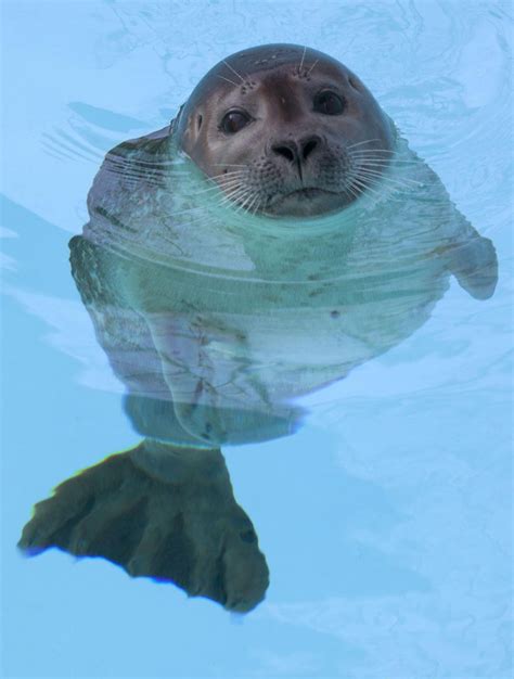 Rescued Seal Pup Adjusting To Swimming With One Hind