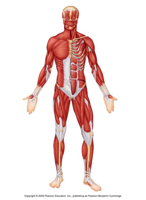 Anterior Muscle Anatomy Muscular System Muscular System Labeled