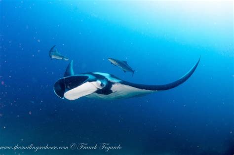 All About Giant Oceanic Manta Rays Scuba Diver Life