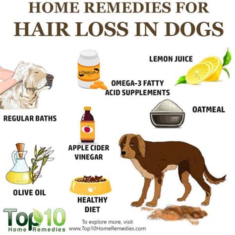 10 Home Remedies To Help With Hair Loss In Dogs Top 10