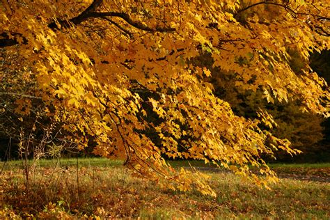 3118x1944 Autumn Tree Fall Nature Hd 4k Coolwallpapersme