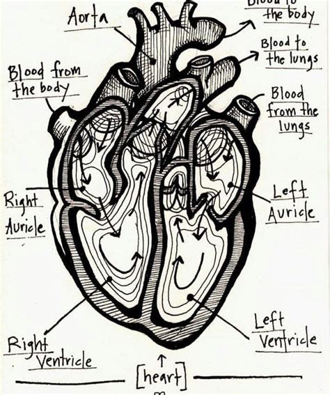 Pin By Sanjida On Med Art Heart Anatomy Human Heart Anatomy Anatomy Art