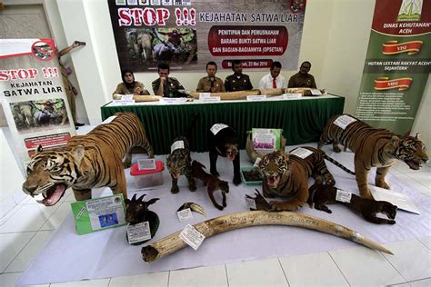 Perburuan Harimau Sumatera Tidak Pernah Berhenti Ini Buktinya
