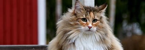 Norwegian Forest Cat Breed Information Personality And More Whiskas