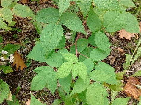 Is This Poison Ivy In The Plant Id Forum