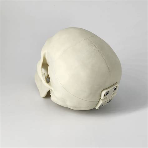 Accurately Detailed 3d Printed Human Skull 12 Scale Beautiful Model