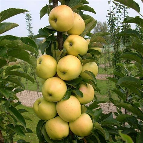 This means that you not only get to enjoy the vibrant colors and sweet flowering smells, but you also get to treat yourself to the tasty rewards of your garden. Enjoy Dwarf Apple Trees - Willowbrook Nurseries