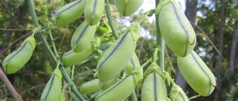 An edible seed is a seed that is suitable for human or animal consumption. Offshoots: Pods and seeds