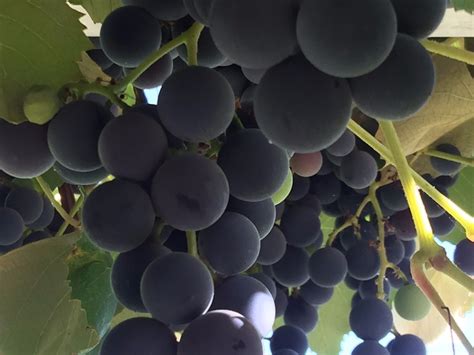 50pcs Red Wine Grape Vine Vineyard Healthy Live Grape Vine Seeds Ready