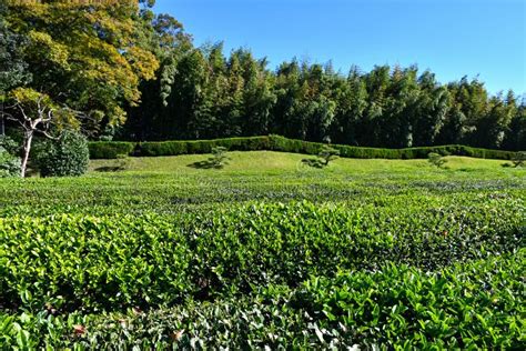 Tea Plantation At Koraku En Garden Okayama Japan Stock Image Image
