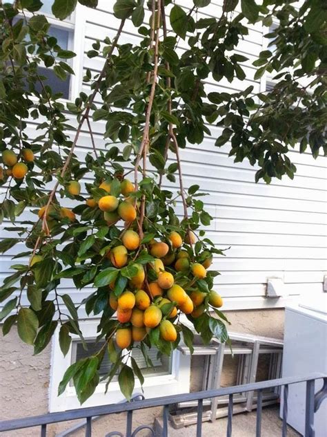 Anyone and everyone can add a new tree to the map. 17 Best images about Fruit Trees on Pinterest | Trees, The ...