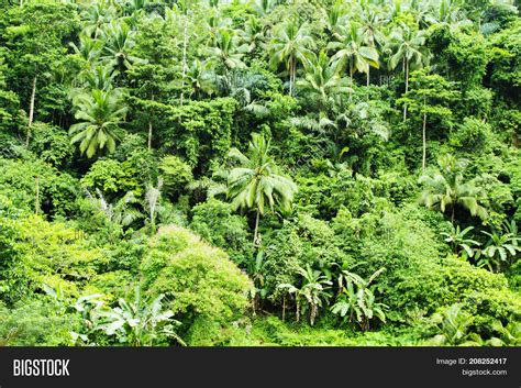 Tropical Jungle Palms Image And Photo Free Trial Bigstock