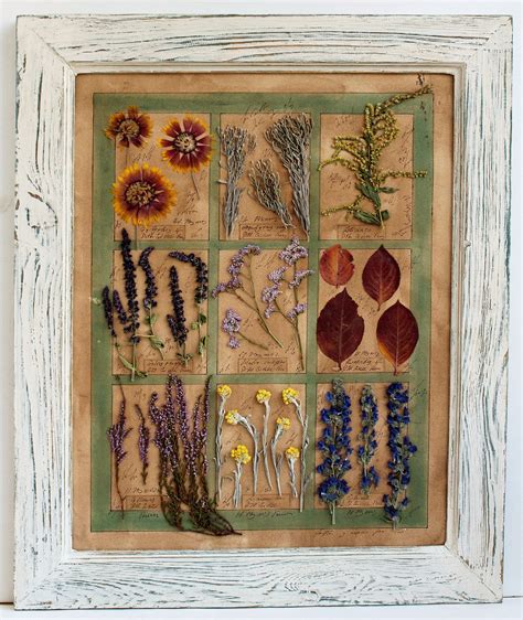 Pressed Flower Art Herbarium Pressed Flowers Framed 236x196 Inches