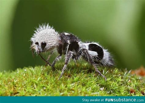 Panda Ant Actually A Wingless Wasp From Chile Mark Chile Down As A