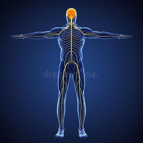 Human Nervous System Stock Vector Illustration Of Centraldendrites
