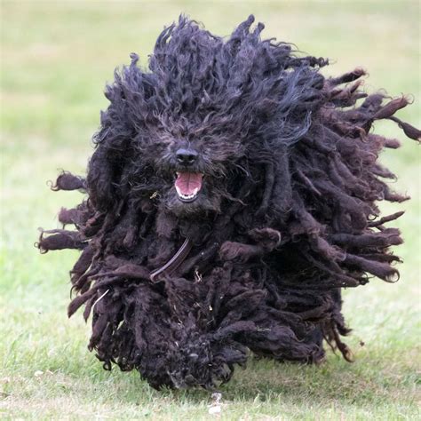 What Are Those Dogs That Look Like Mops