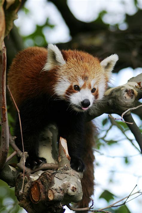 Red Panda Animal Protruding Tongue Trees Hd Phone Wallpaper Peakpx