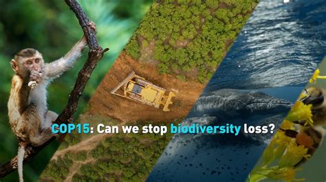 How To Stop Biodiversity Loss How To Save Biodiversity Watch Cgtn Now