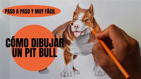 Cómo Dibujar Un Perro Pitbull Realista Paso A Paso Youtube