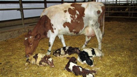 rare triplet calves born at ontario dairy farm windsor cbc news