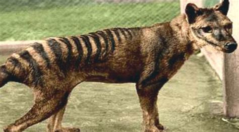 Tasmanian Tiger Spotted In The Wild Despite Being Extinct For 80 Years