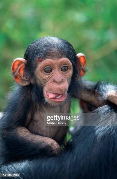 Monkey Sticking Out Tongue Photos And Premium High Res Pictures Getty