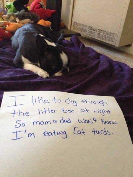 9 Best Images About Dog Shamed Boston Terriers On