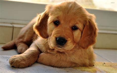 Cute Golden Retriever Puppies Wallpaper 56 Images