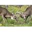 Maine Deer Fight Caught On Camera VIDEO