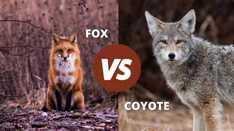 Fox Vs Coyote How To Tell Them Apart Youtube
