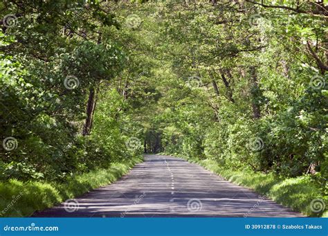 Empty Country Road In Tree Tunel Stock Photo Image Of Outdoor Empty