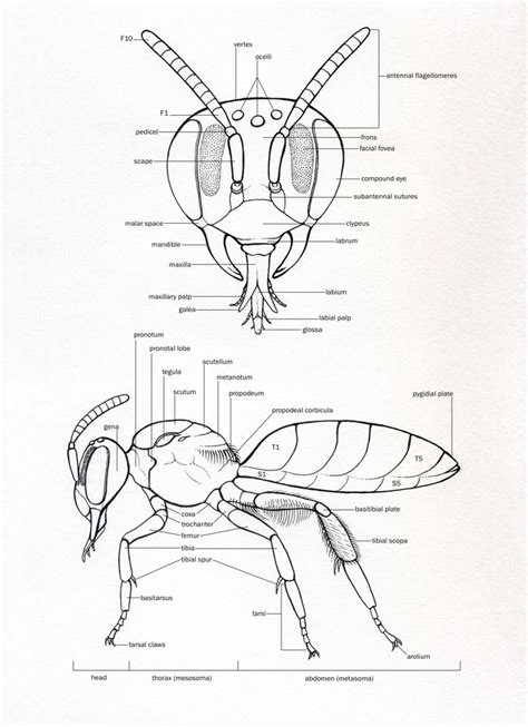 Scientificillustration Scientific Illustration Bee Drawing
