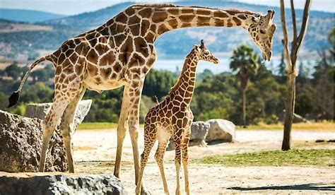 42 interesting facts about malaysia to acquaint the curious traveller in you. 10 Fun Facts About Giraffes - WorldAtlas