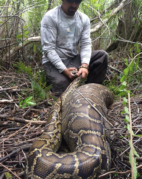 Snakes alive! 31-pound Burmese python devours 35-pound white-tailed ...