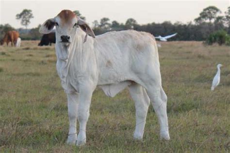 Named after the creator god, brahma, from hindu religion as homage. Brahman Embryos for Sale in Florida | Buy Brahman Embryos ...