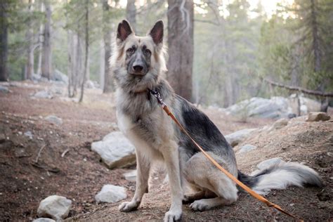 German Shepherd Coat And Color Varieties Pethelpful