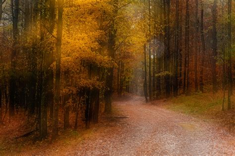 Desktop Wallpapers Trail Autumn Nature Forests Trees 2560x1703