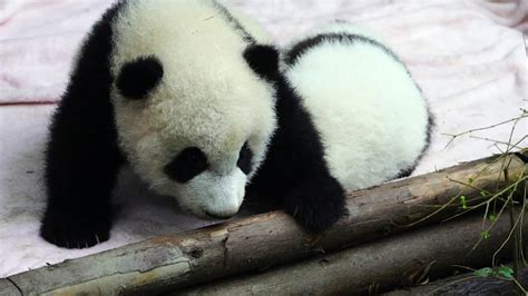 Baby Pandas In China Youtube