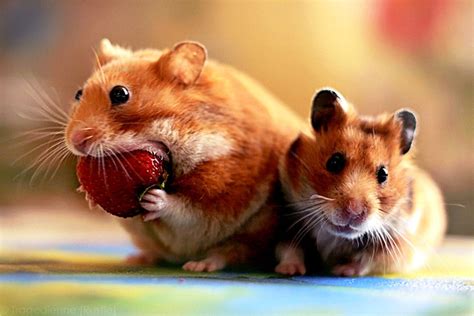 Free Download Funny Hamster Wallpapers 48 Funny Hamster Wallpapers