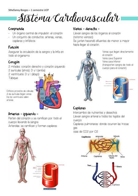 Sistema Cardiovascular Udocz