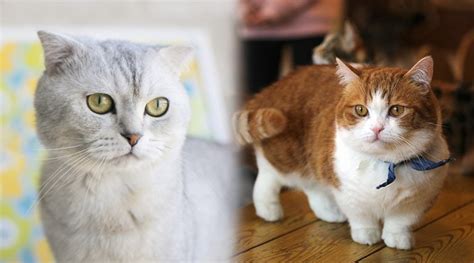 Scottish Fold Munchkin Cat Breed Info Pictures Temperament And Traits