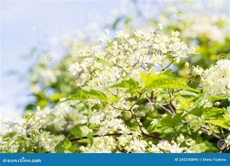 Small White Fragrant Flowers Of Clematis In Summer Garden Closeup