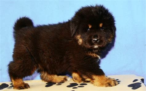 Tibetan Mastiff Puppies Breed Information And Puppies For Sale
