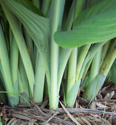 Plants will appear limp and crinkled. Although hostas can be planted throughout the growing ...
